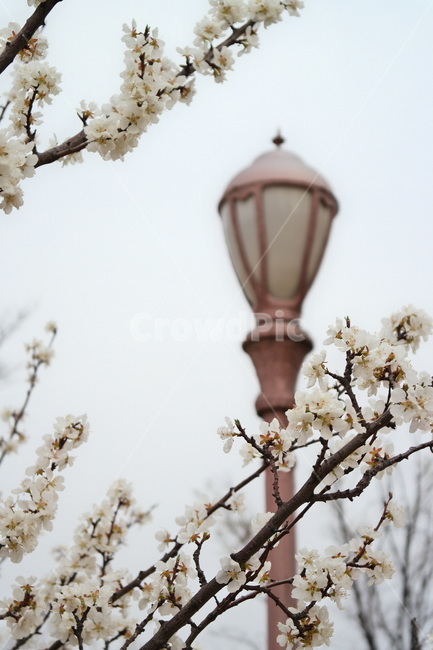 가로등,봄꽃,매화,봄,꽃,flower,spring,lamp