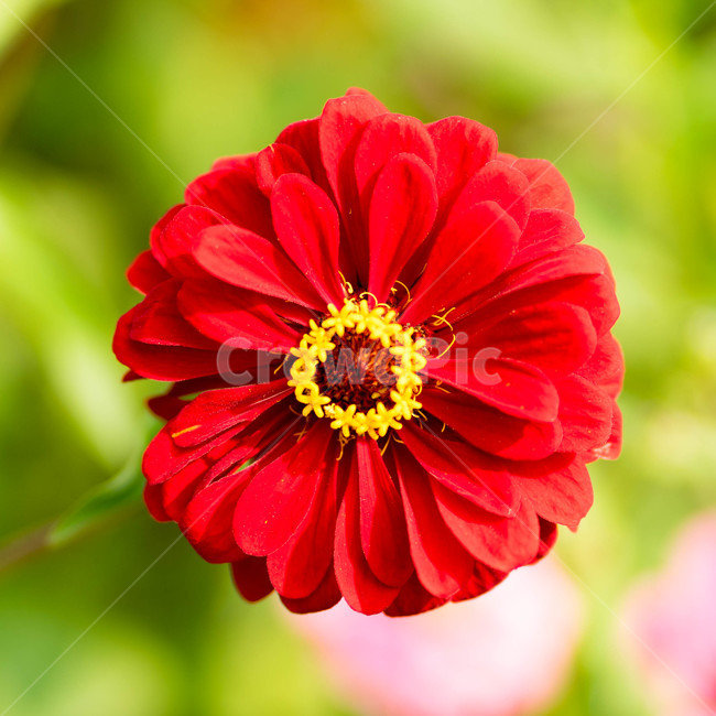 plant,식물,pollen,화분,wildflower,들꽃,국화,chrysanthemum