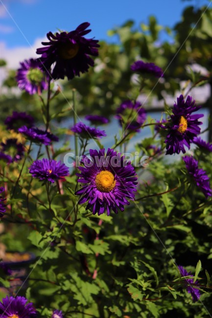 꽃,보라색,purple,식물,푸른,하늘,plant,pollen,자연,아름다움