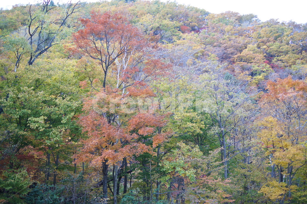 식물,나무,자연,풍경,가을,단풍,가을,계절,fall,autumn,season,자연,풍경,nature,landscape,plant,tree