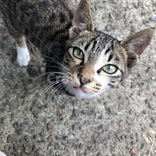 고양이,눈마춤,길,수염,동물,동물,animal,포유류,mammal,고양이,cat,kitten,kitty