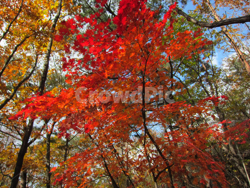 단풍,가을,오색,fall,autumn,자연
