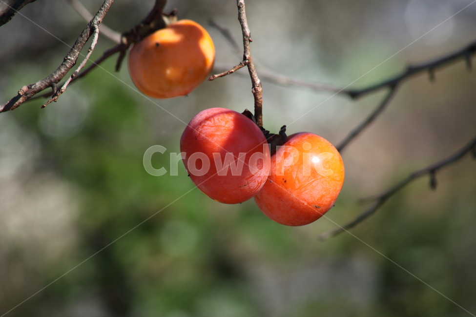 food,fruit,과일,감,persimmon,홍시,과일,열매,fruit