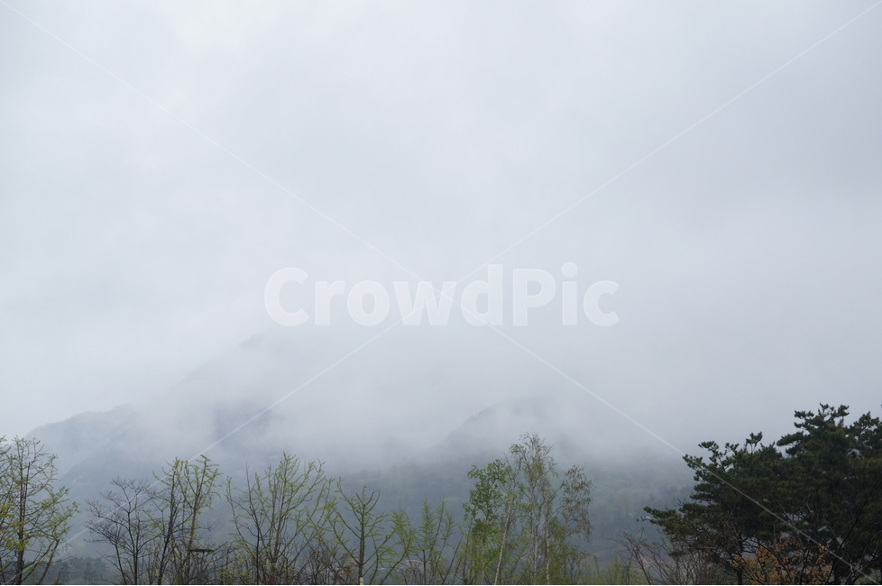 용봉산,흐림,안개,나무,낮,구름,자연,풍경,nature,landscape,weather,날씨,outdoors,옥외,fog,mist