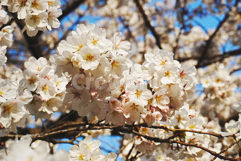 벚꽃,꽃,꽃나무,체리블라썸,봄,봄나무,나무,식물,봄느낌,꽃잎,flowers,flower,cherryblossoms,plant,tree,spring,분홍,분홍색,하양,흰색,pink,white,floral,꽃느낌,자연,nature,blossom,bloom,blooming,활짝핀꽃