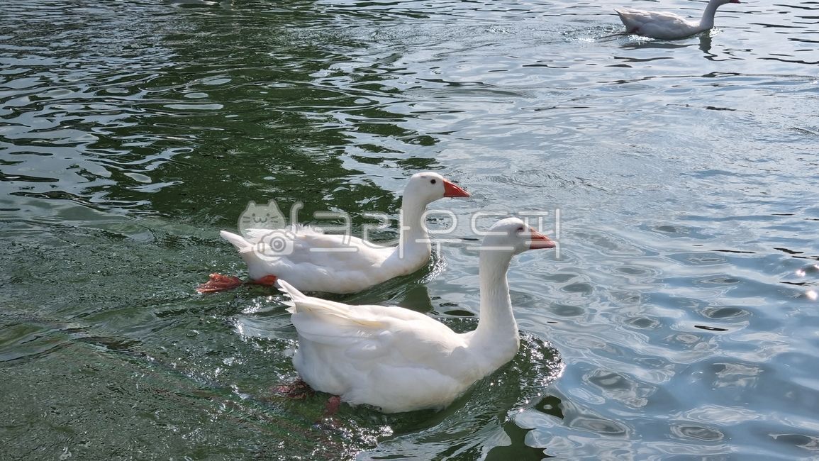 거위,goose,동물,animal,물새,waterfowl,호수,물