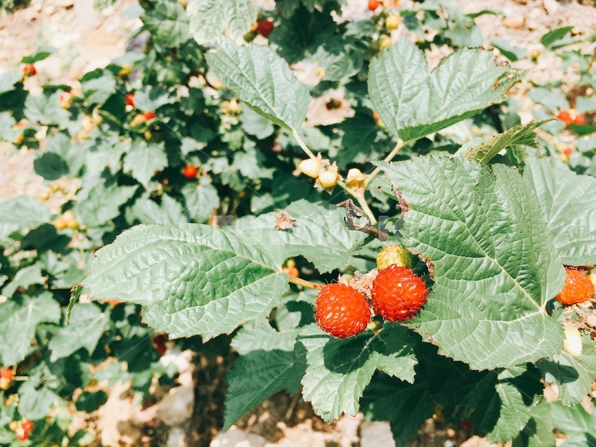 산딸기,식물,과일,잎,음식,빨간,야생의,야생,wild,leaf,red,sunshine,햇살,달콤한,맛있는,plant,fruit,wildfriuts
