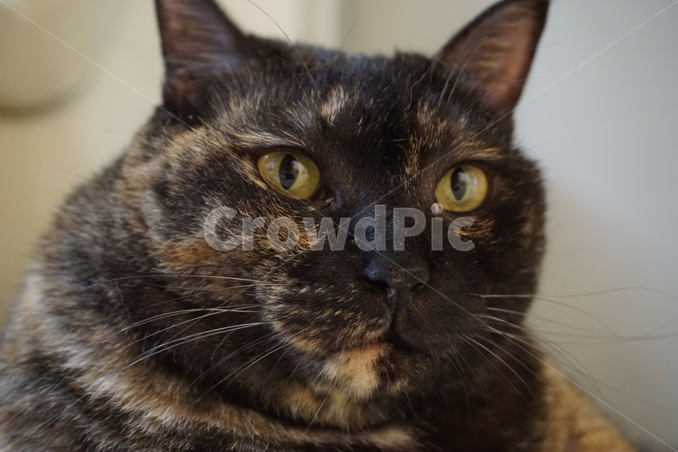 동물,고양이,냐옹이,코리안숏헤어,코숏,동물,animal,포유류,mammal,고양이,cat,kitten,kitty