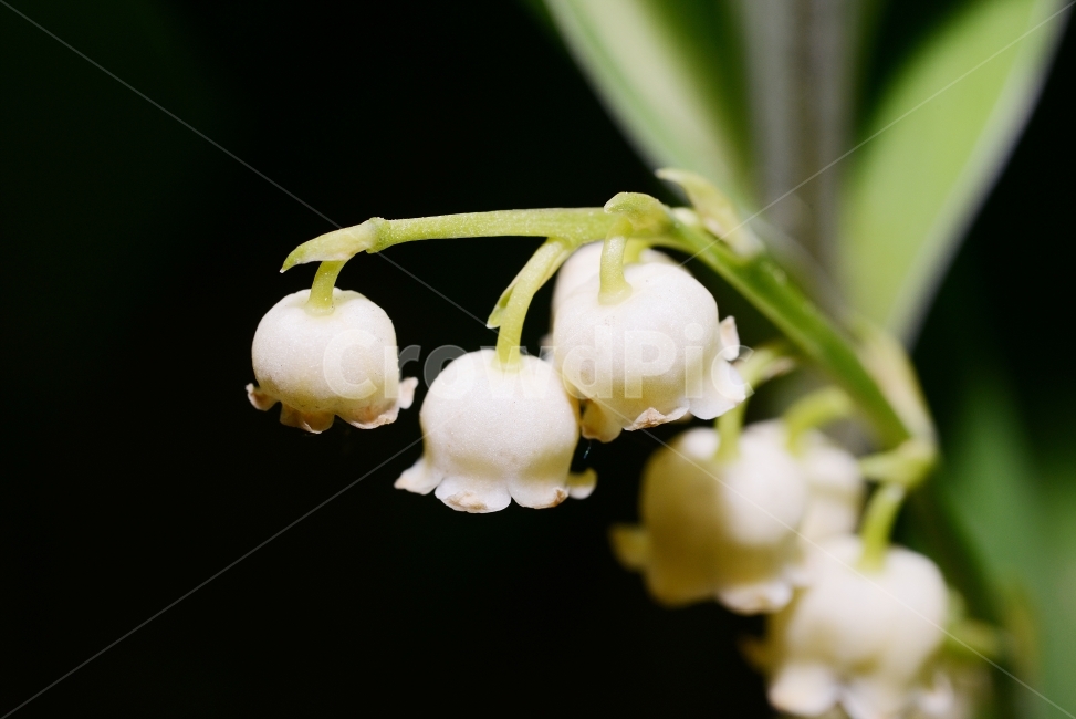 자연,꽃,화려함,예쁜,Nature,Flower,Beautiful,Colorful,흰색,은방울꽃,식물,자연,plants,nature,꽃,flower