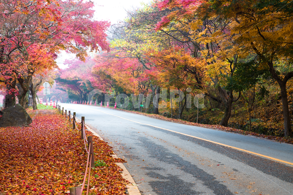 자연,풍경,가을,만추,계절,길,오솔길,탐방로,등산로,자동차길,차로,단풍길,낙엽,산책,산책길,가을길,나무,단풍나무,공원,정원,가을,계절,fall,autumn,season,자연,풍경,nature,landscape,한국자연풍경,한국자연경관,korea nature landscape,asphalt,아스팔트,plant,식물,tree