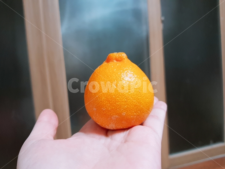 food,fruit,과일,orange,감귤류과일,주황색,plant,식물,한라봉,제주한라봉
