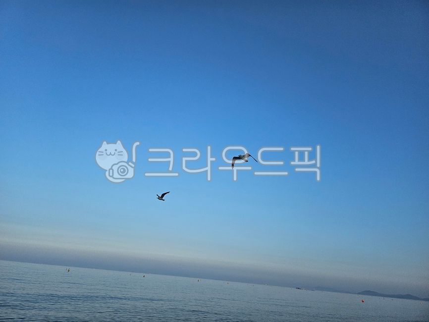 sky,fly,ocean,bird,animal,Seagull,Wild goose,sea
