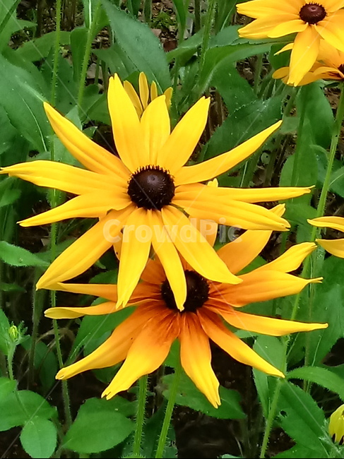 루드베키아,coneflower,노란색꽃,식물,천인국,꽃