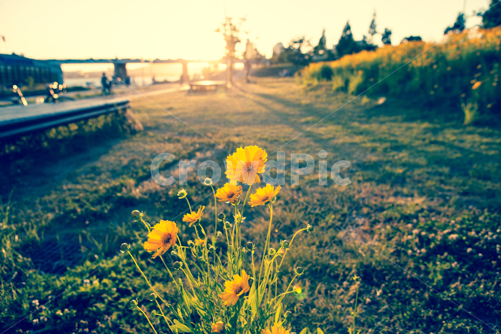 코스모스,한강,공원,고수부지,일몰,해질녁,아스팔트,가을,계절,fall,autumn,season,식물,자연,plants,nature,꽃,flower,휴식,힐링,rest,relaxation,healing