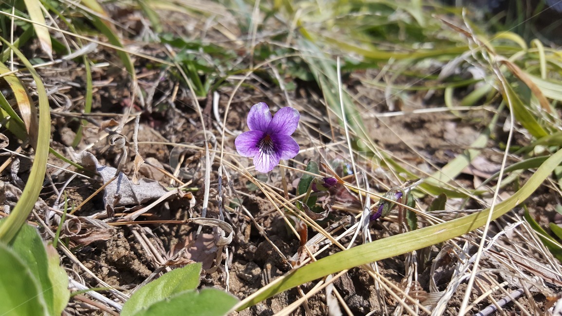 제비꽃,봄꽃,flower,식물,자연