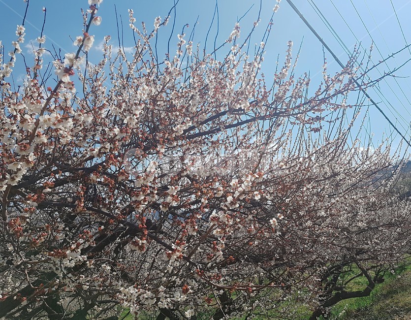 매화,꽃나무,자연,풍경,nature,landscape,봄,계절,season,spring