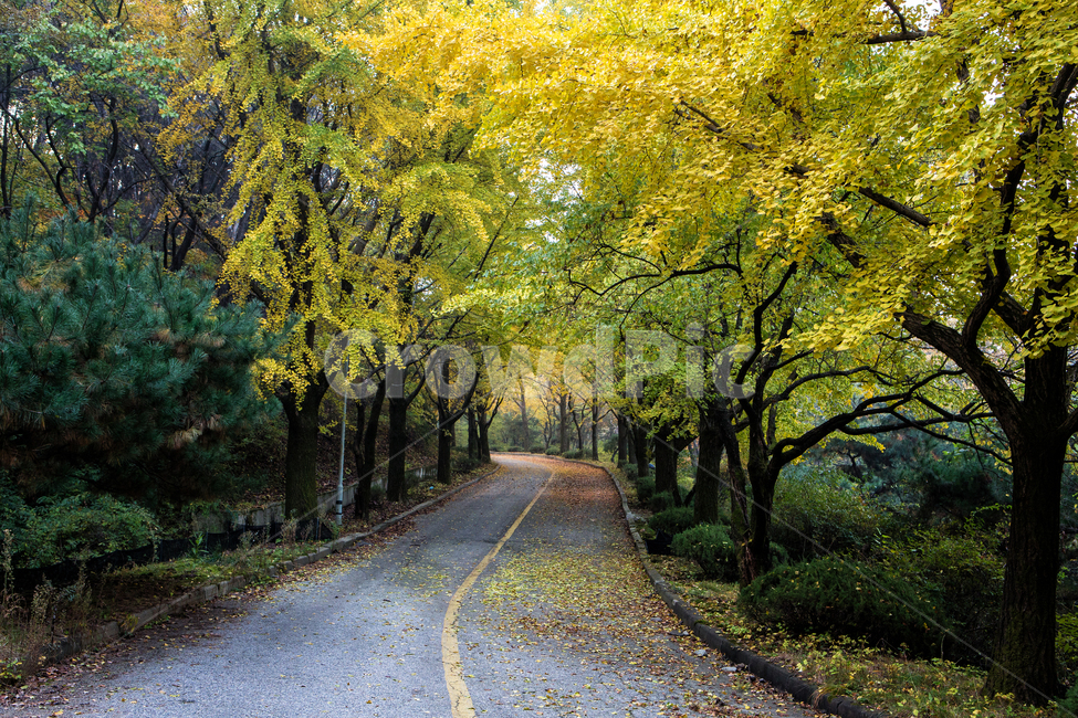 가을길,은행나무길,길,은행나무,낙엽,단풍,나무,tree,잎,leaf,가을,계절,fall,autumn,season,자연,풍경,nature,landscape,식물,plants,나무,trees,wood,plant,asphalt,아스팔트,road,도로