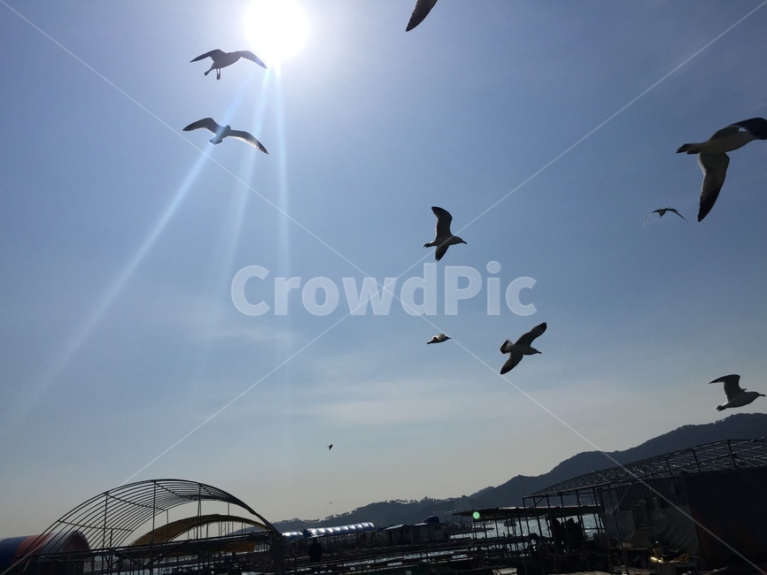 바닷가,갈매기,바다,바다갈매기,삼길포,동물,animal,조류,새,birds