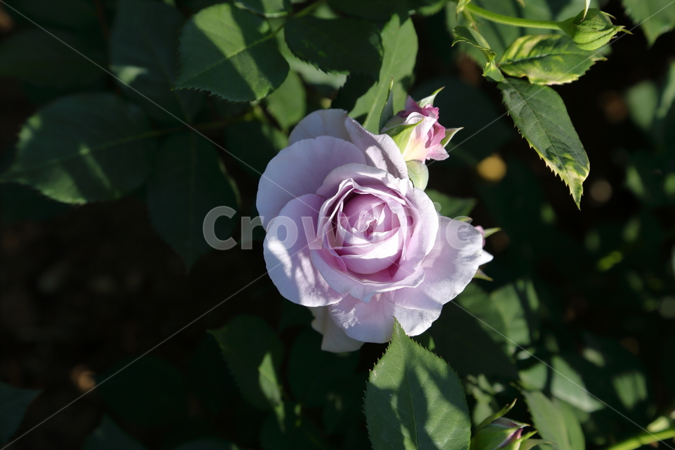 장미,장미꽃,5월,6월,flower,rose,보라장미,보라색,식물