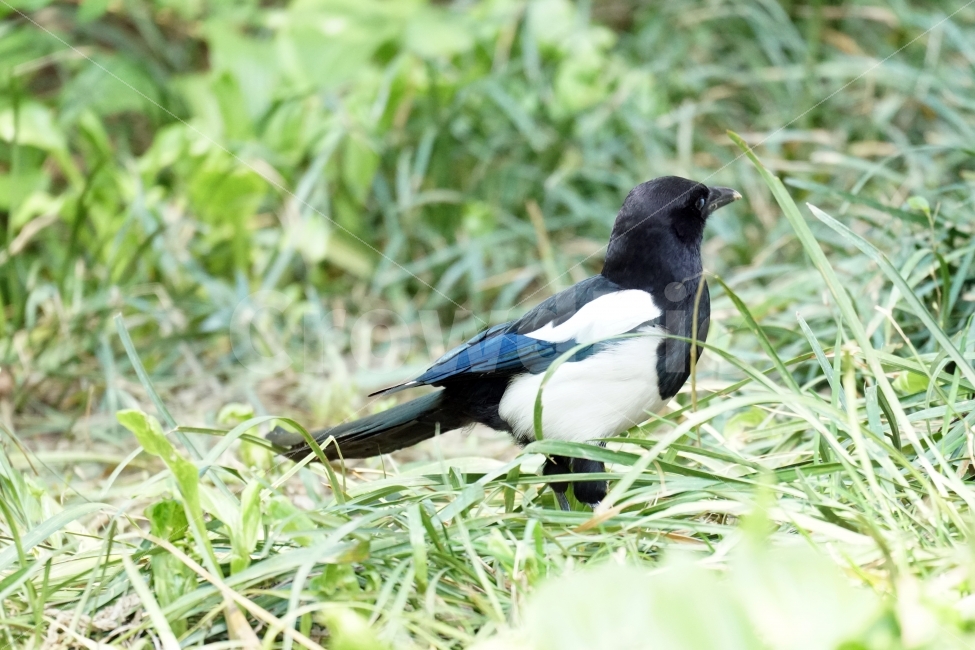 까치,새,조류,동물,식물,자연,풀,잔디밭,이파리,공원,bird,animal,감성,감성사진,스냅,스냅사진,snap,snapshot,풍경,landscape,계절,season,plants,생명,한국자연,korea,동물,animal,조류,새,birds