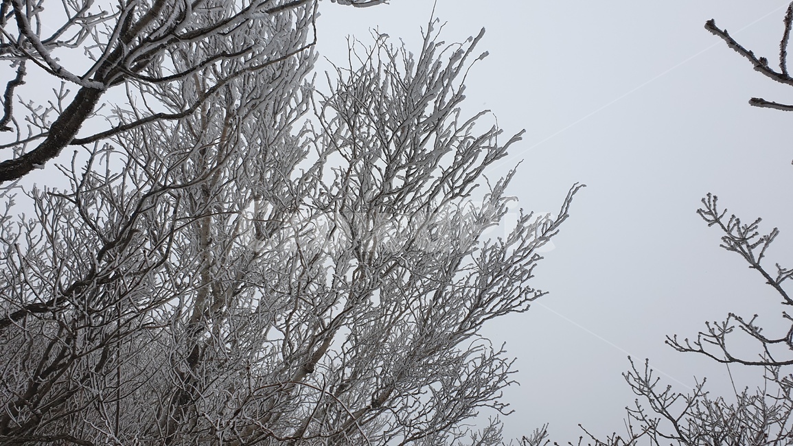 눈,겨울,눈꽃,나무,겨울나무,산,nature,자연,옥외,ice,outdoors,snow,빙