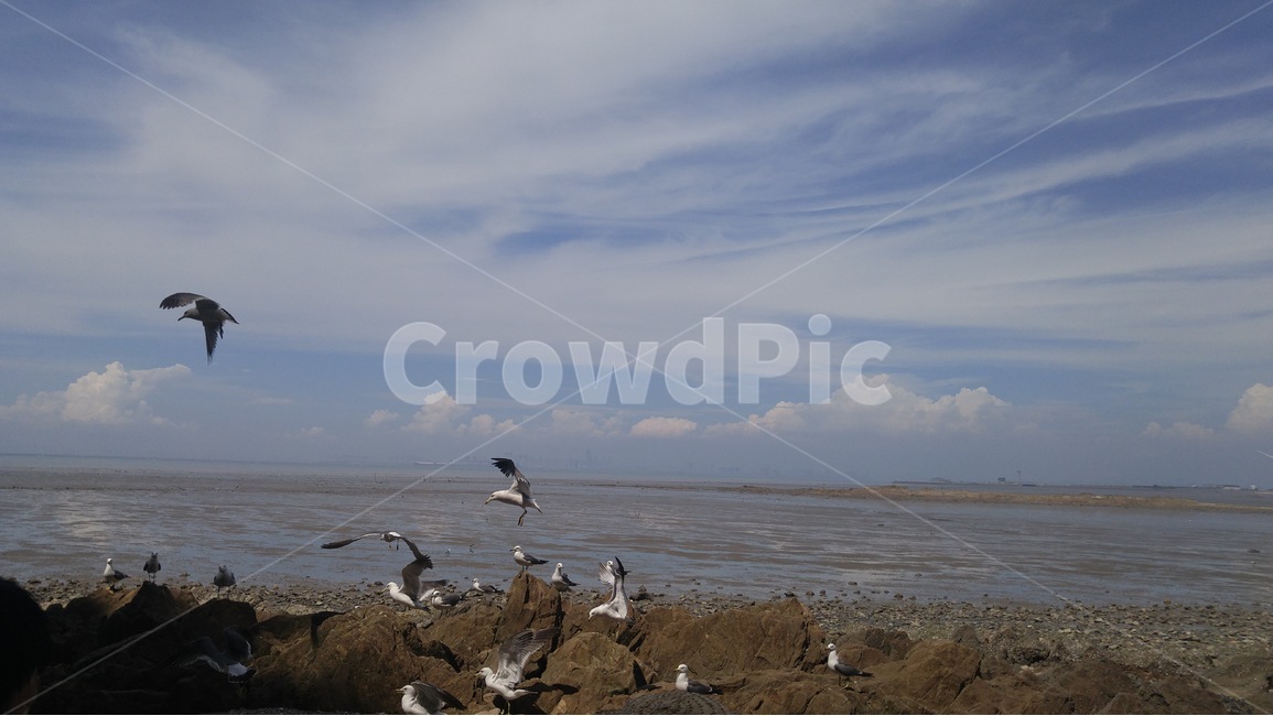 바다,하늘,갈매기,구름,갯벌,여유로움,지평선,자연,풍경,nature,landscape,동물,animal,조류,새,birds,bird
