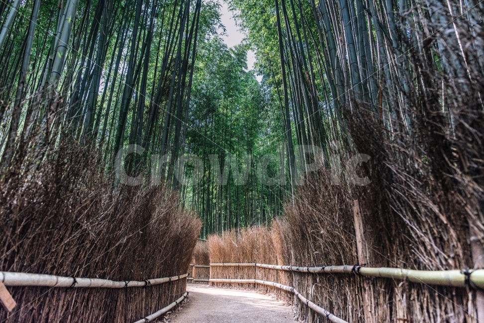 일본,여행,대나무,대나무숲,자연,숲길,치유,힐링,자연,풍경,nature,landscape,식물,plants,나무,trees,wood