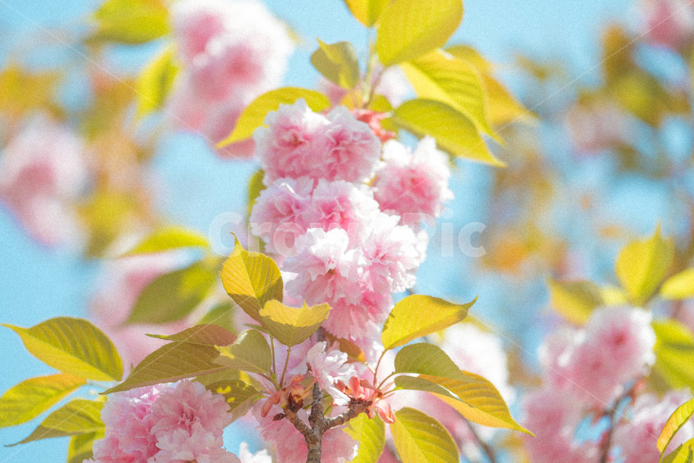 봄,풍경,꽃,겹벚꽃,자연,봄,계절,spring,season,식물,자연,plants,nature,꽃,flower,감성,sensible,feeling,색깔,색상,색채,색감,color sense,color sensitivity,feeling of color,plant,blossom