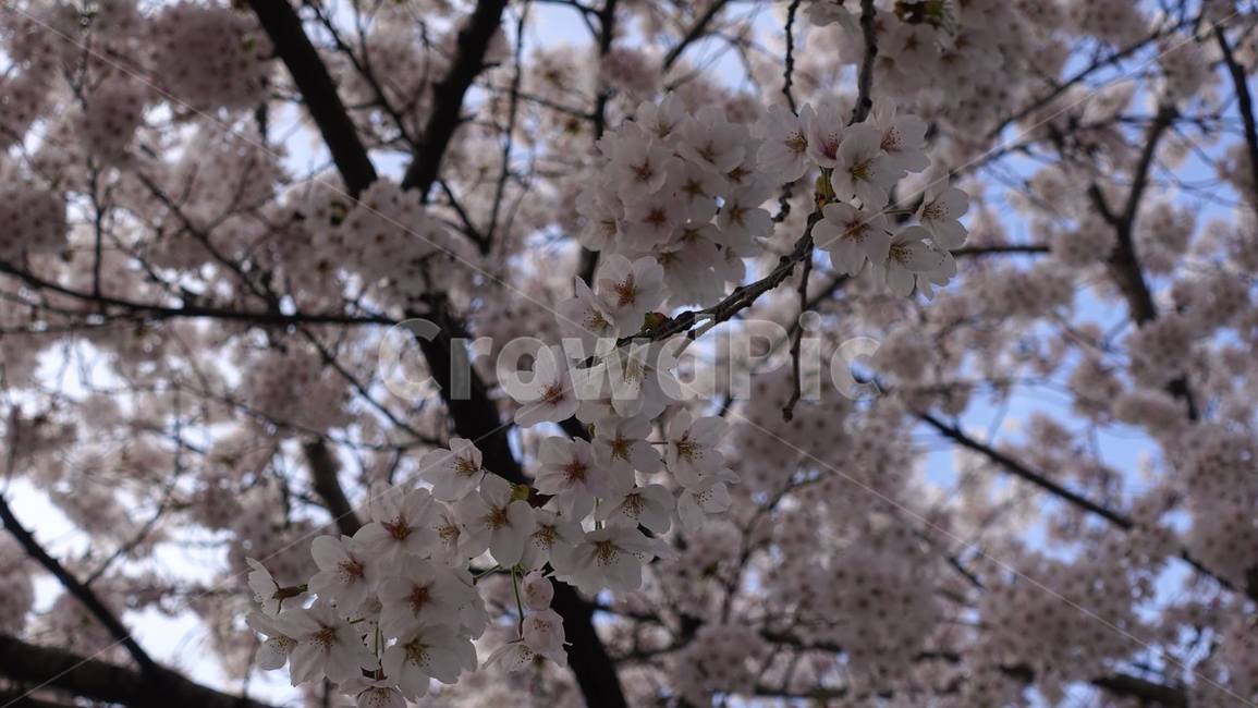 봄,벚꽃,꽃,꽃송이,blossom,flower,cherryblossom,pink,핑크,분홍,봄꽃