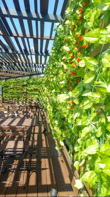 옥상인테리어,벽인테리어,월플랜트,플랜트인테리어,여름,덩쿨,인조덩쿨,잎사귀,초록인테리어,초록색,야외,카페,식물,자연,plants,nature