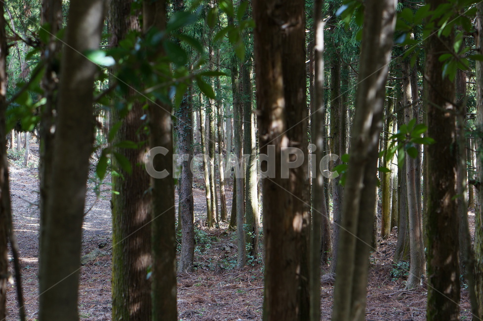 나무,식물,tree,숲,forest,plant