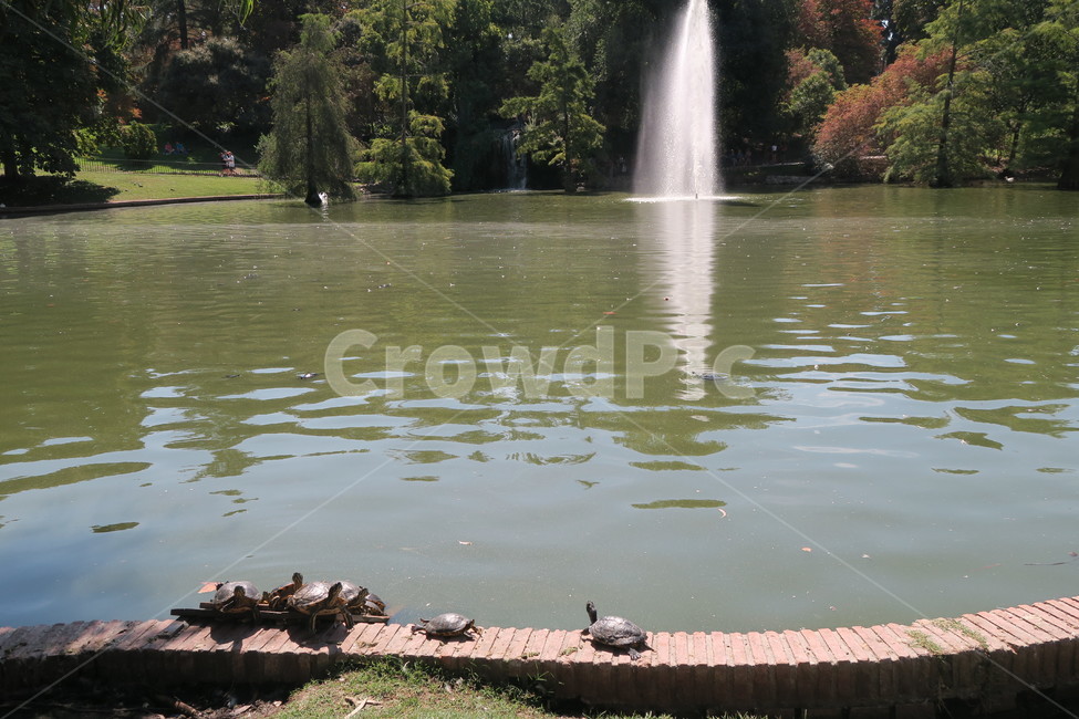 거북이,호수,동물,자연,공원,분수,연못,호숫가,nature,자연,풍경,nature,landscape,water,물,animal,bird,새