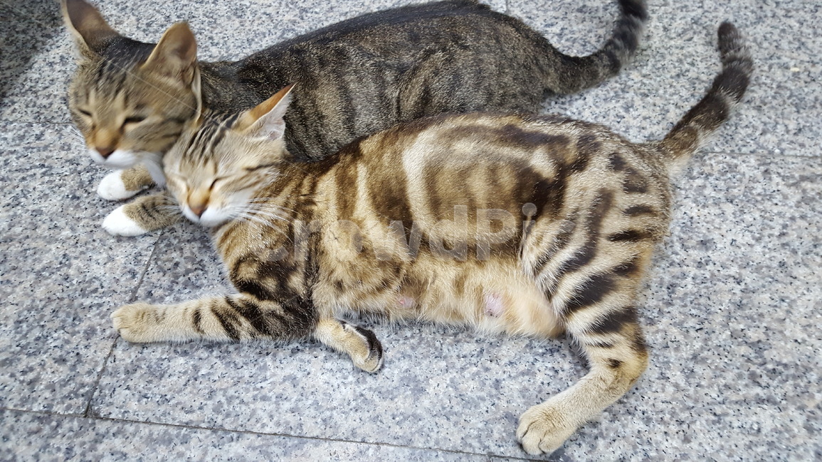 cat,고양이,길냥이,동물,애완,힐링,동물,animal,포유류,mammal,고양이,cat,kitten,kitty