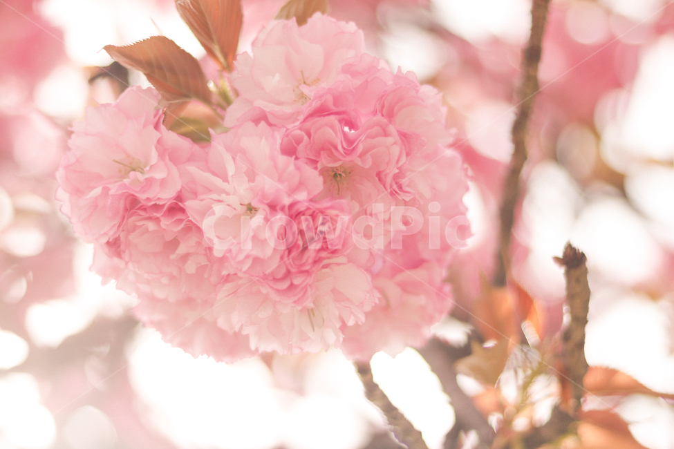 봄,벚꽃,겹벚꽃,꽃,분홍색,핑크,PINK,따뜻함,4월,향기,봄,계절,spring,season,식물,자연,plants,nature,꽃,flower,휴식,힐링,rest,relaxation,healing,색깔,색상,색채,색감,color sense,color sensitivity,feeling of color,plant,blossom
