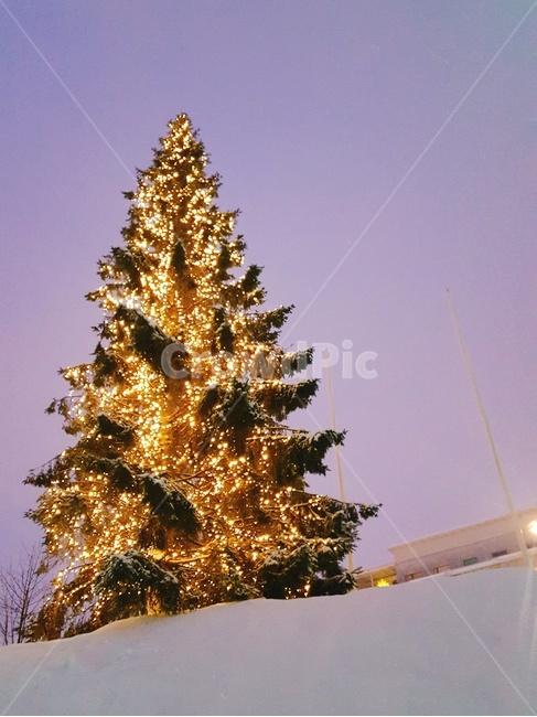 크리스마스트리,크리스마스,조명,성탄절,트리,겨울,계절,winter,season,메리크리스마스,성탄절,merry christmas