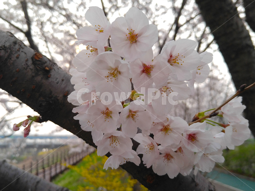 봄,꽃잎,벚꽃,봄나무,봄바람,공원,흰꽃,계절,spring,season,식물,자연,plants,nature,꽃,flower,봄,계절,spring,season,식물,자연,plants,nature,꽃,flower,plant,blossom