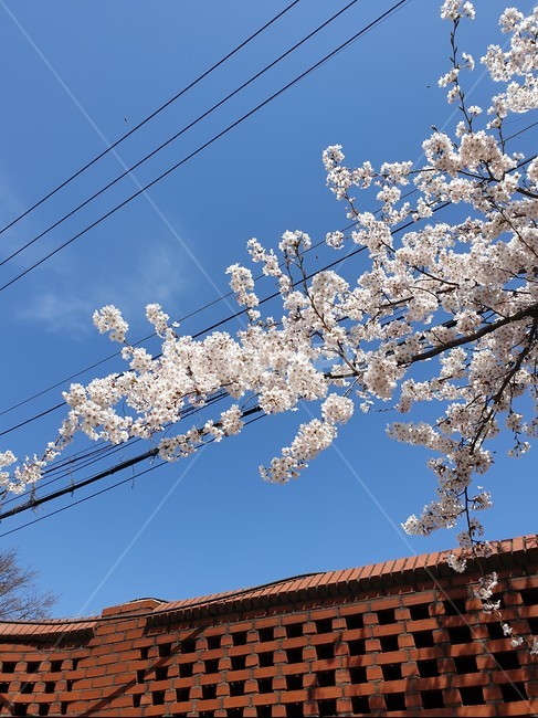 plant,식물,벚꽃,봄꽃,cherryblossoms,flower,꽃