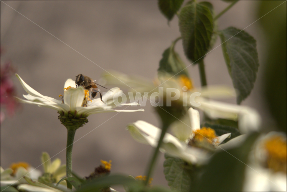 꽃,봄,계절,화분,야생화,여름,flower,꿀벌,벌,식물,자연,plants,nature,꽃,flower