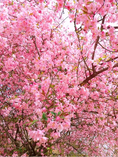 꽃,봄,분홍,blossom,plant,식물,자연,plants,nature,꽃,flower