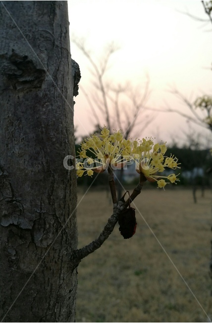 산수유,식물,노랑,봄,일몰,자연,근접촬영,열매,식물,자연,plants,nature,꽃,flower