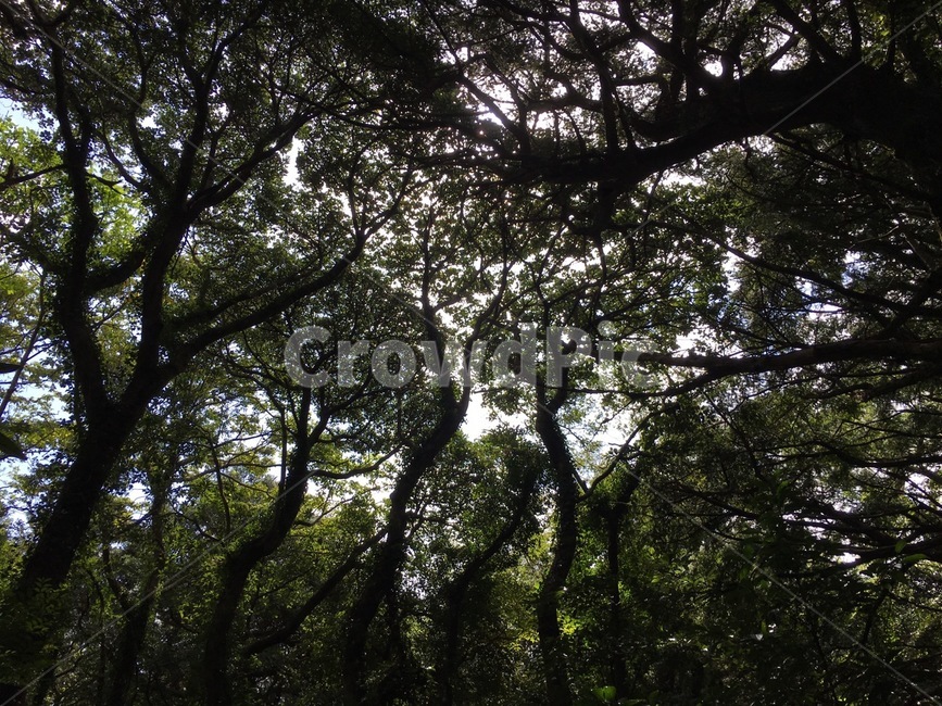 비자림,제주도,나무,숲,가지,초록,그린,자연,풍경,nature,landscape,tree,plant,식물,tree trunk,나무 줄기