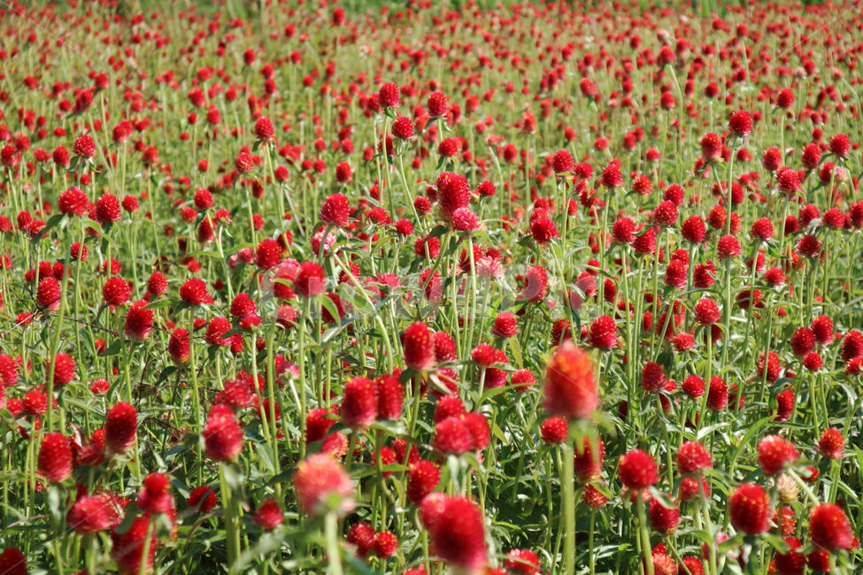 globeamaranth,outdoor,leaf,park,natural,field,blooming,color,beauty,bloom,colorful,plant,floral,flora,background,green,blossom,garden,beautiful,nature,flower,식물,천일홍,꽃밭,꽃,정원,공원,red,빨강,빨간색,식물,자연,plants,nature,꽃,flower