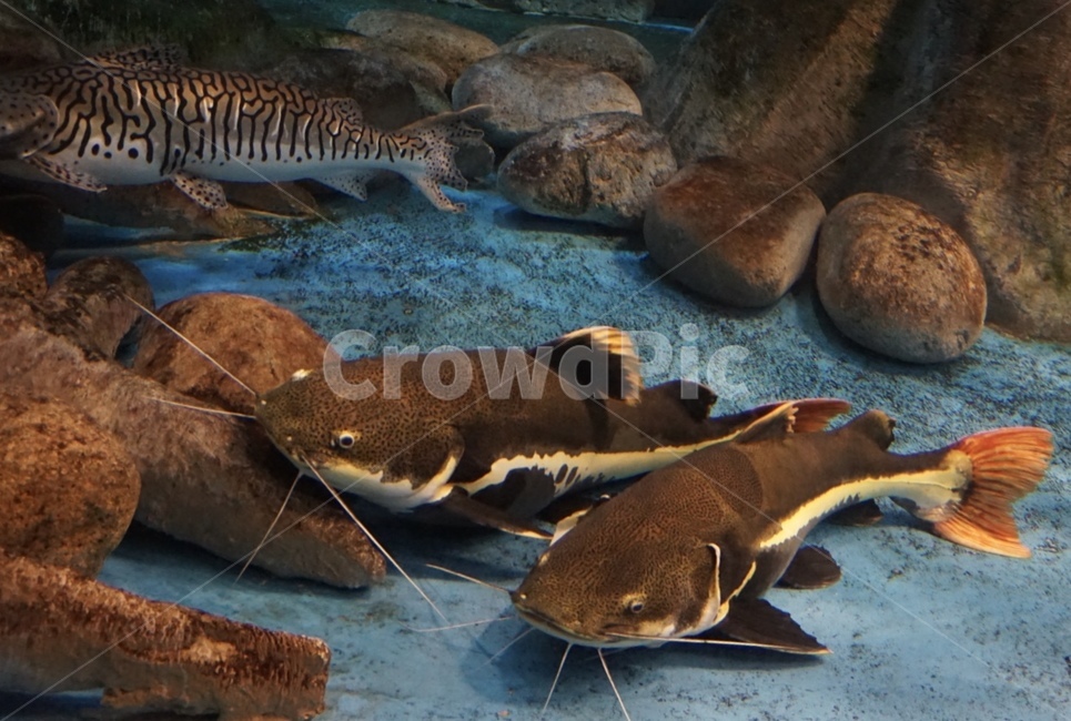 물고기,fish,피쉬,어항,수족관