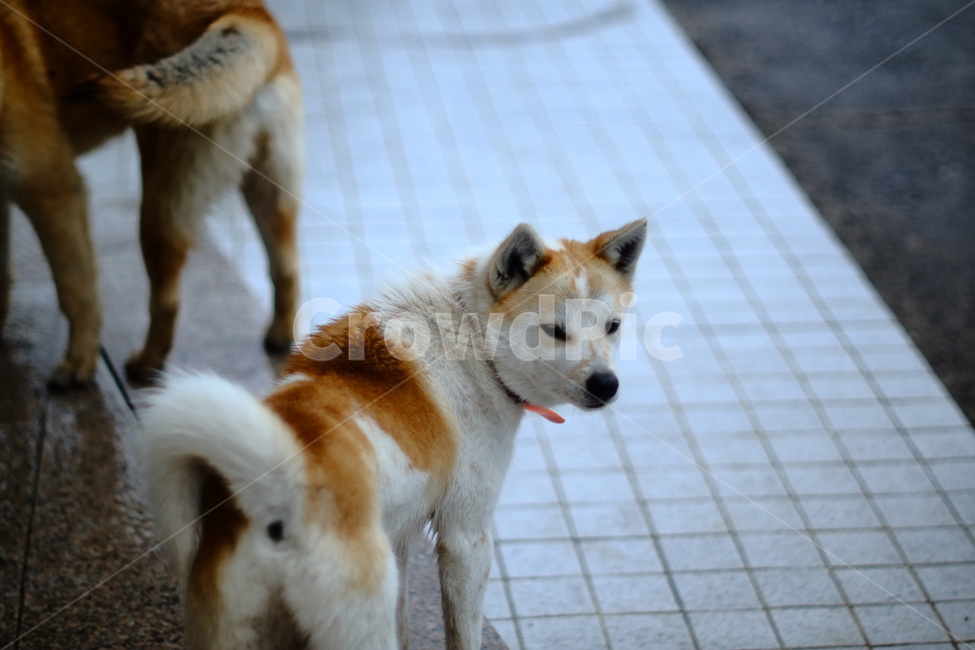 강아지,잡종,멍멍이,애완견,반려견,동물,동물,animal,포유류,mammal,개,강아지,dog,doggy