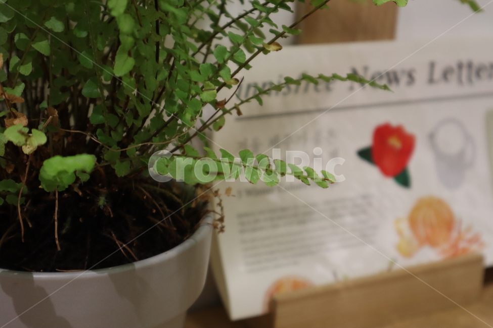 식물,신문,카페,풀,화분,우드,실내용화초,화분,화초,house plant