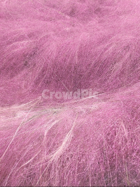 purple,pink,핑크뮬리,조경식물,분홍식물