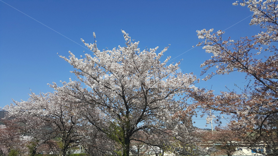 봄,꽃,벚꽃,flower,풍경,식물