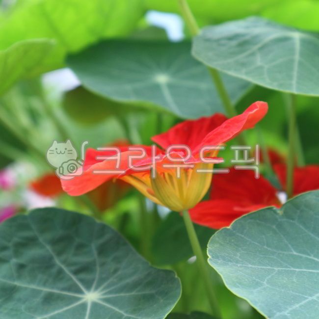 orange flower,round leaf,blossom,Nasturtium flower,leaf,flower