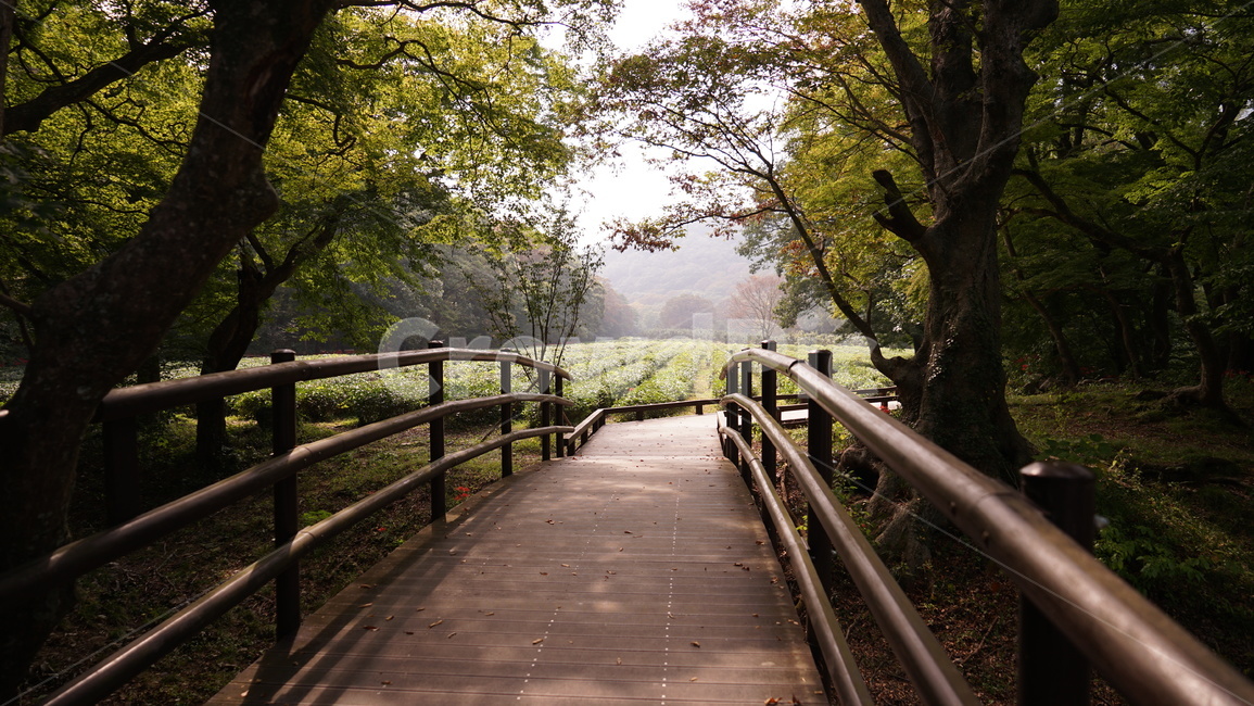 다리,산책,산책로,숲길,풀숲,자연,풍경,nature,landscape