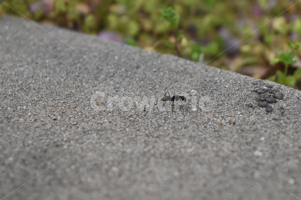 개미,봄,초록,감성,감성사진,꽃,풀,곤충,green,ant,spring,flower,grass,insect,black,gray,yellow,vivid,동물,animal,곤충,벌레,insect,bug